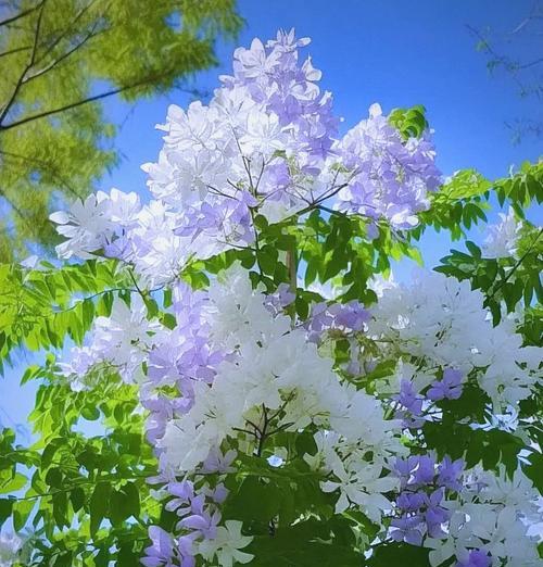 洋槐树的开花时间（探秘洋槐树的花期与特点）