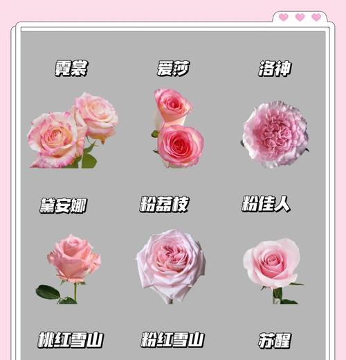 如何科学浇水龙血树（正确的浇水时间和方法）