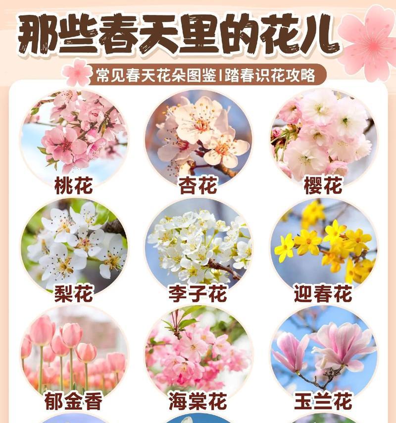 如何科学浇水龙血树（正确的浇水时间和方法）