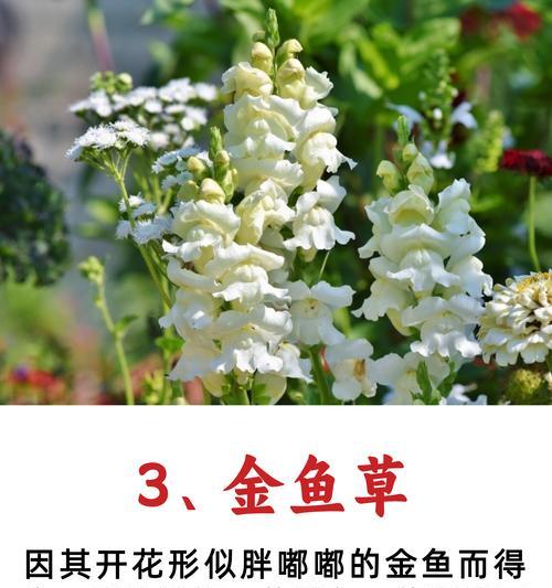 绣球花开花季节和花期详解（探秘绣球花的开花时间和生长习性，享受绚烂花海的美好）
