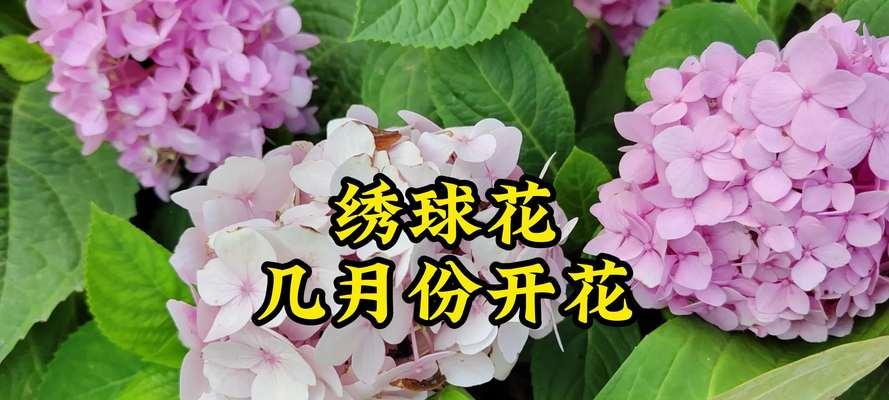 绣球花开花季节和花期详解（探秘绣球花的开花时间和生长习性，享受绚烂花海的美好）