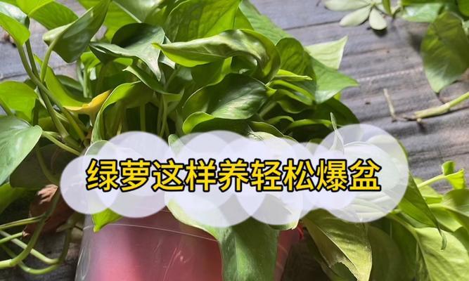 绿萝真的怕太阳晒吗？（揭开绿萝喜欢阴凉的神秘面纱，光照条件是关键）