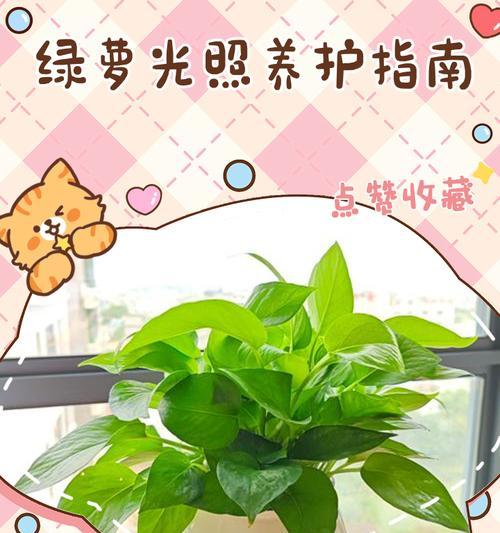 绿萝真的怕太阳晒吗？（揭开绿萝喜欢阴凉的神秘面纱，光照条件是关键）