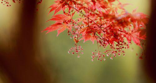 一年四季的变幻，春日里盛开的枫树花（一年四季的变幻，春日里盛开的枫树花）