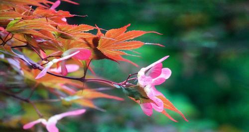 一年四季的变幻，春日里盛开的枫树花（一年四季的变幻，春日里盛开的枫树花）