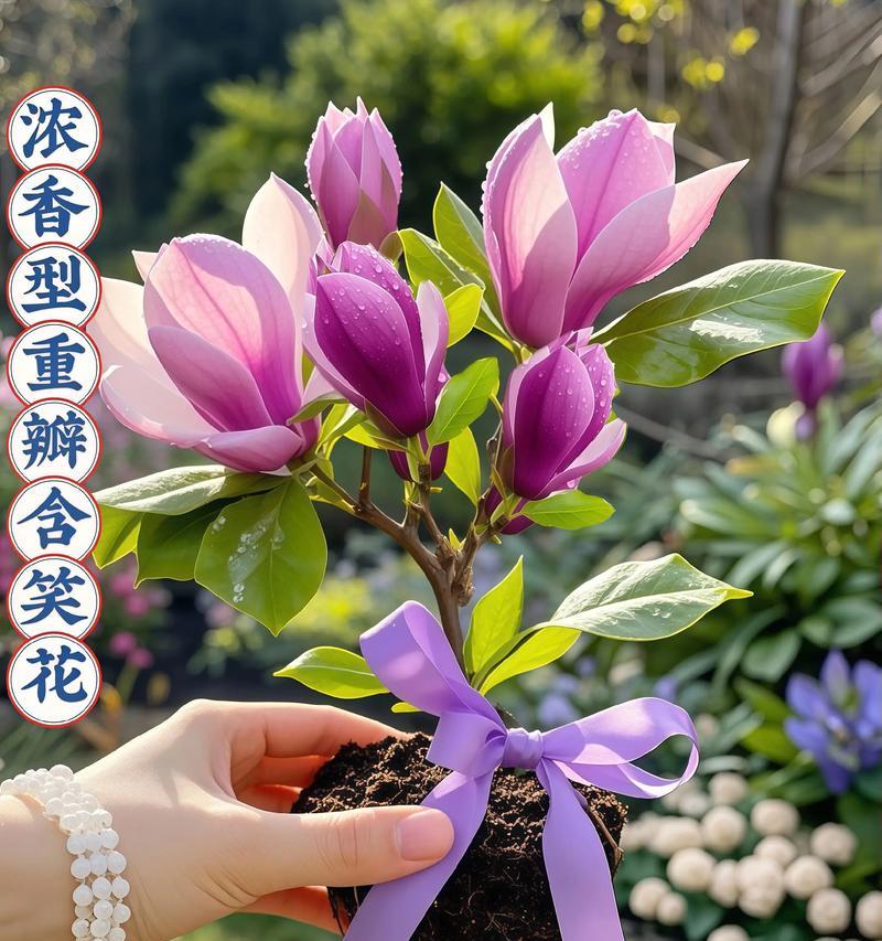 含笑的养殖和养护方法（让你轻松成为含笑植物种植专家！）