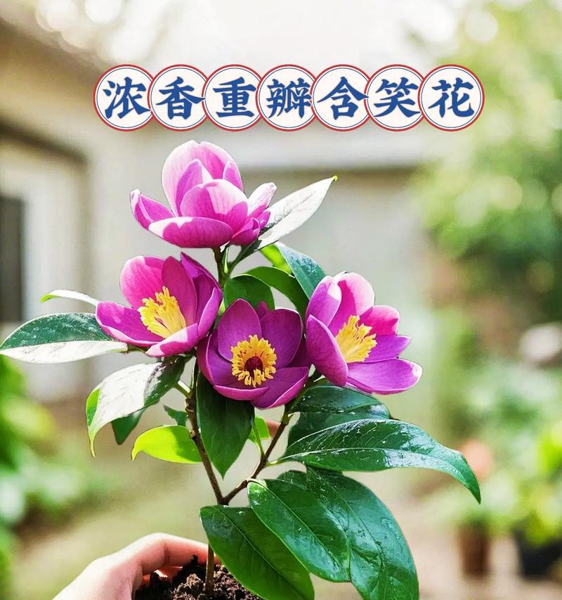 含笑的养殖和养护方法（让你轻松成为含笑植物种植专家！）