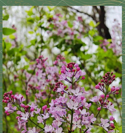 丁香花——法国的国花