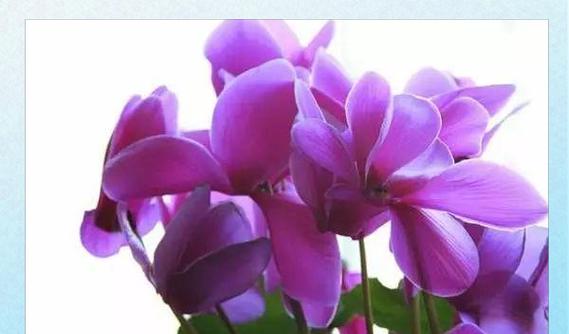 丁香花——法国的国花