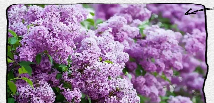 丁香花——法国的国花