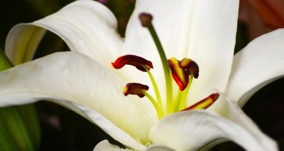 百合花的花瓣之谜（探究百合花花瓣的形态、颜色和数量）