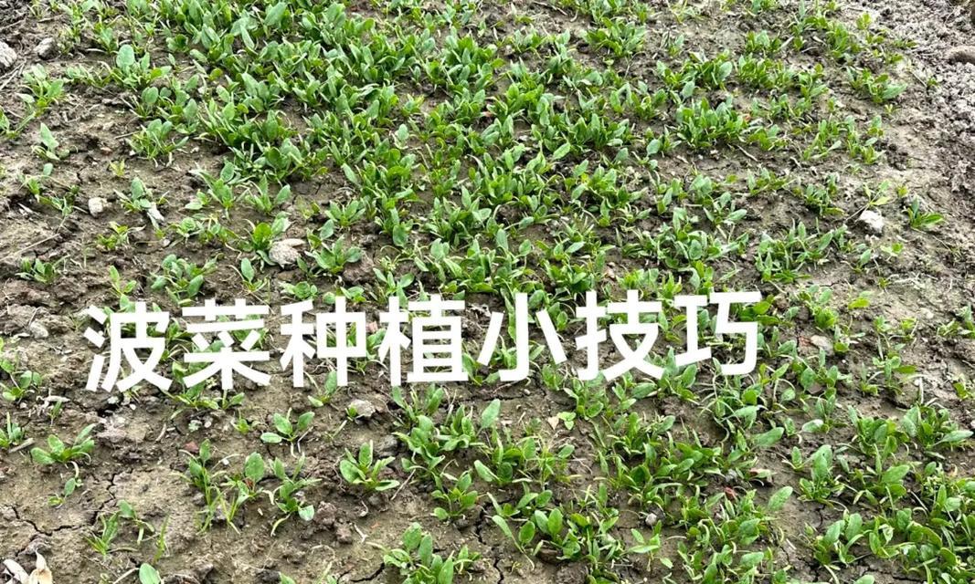 春菠菜种植全攻略（时间、方法、技巧，助你轻松享用春菠菜美味）