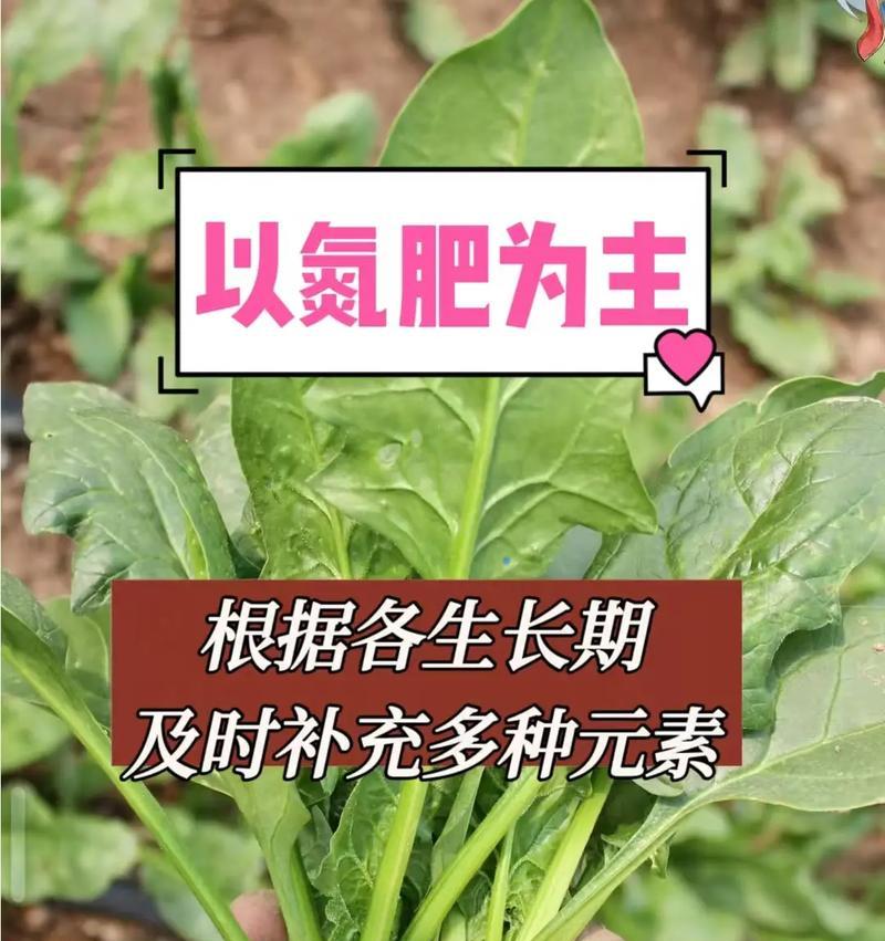 春菠菜种植全攻略（时间、方法、技巧，助你轻松享用春菠菜美味）