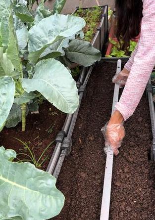 春菠菜种植全攻略（时间、方法、技巧，助你轻松享用春菠菜美味）