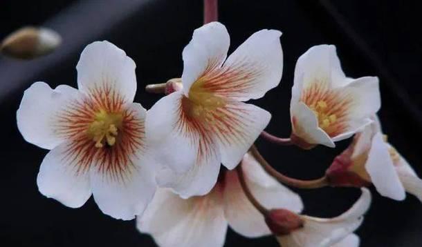 梧桐花的颜色及神秘之谜（白色或黄色？梧桐花的真正颜色令人困惑）