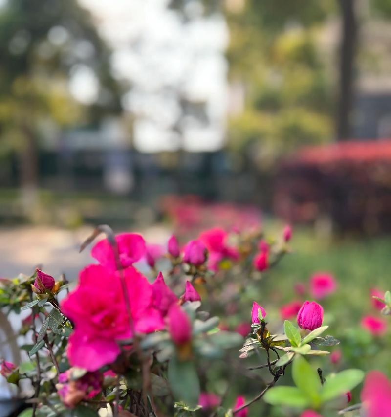 梧桐花的颜色及神秘之谜（白色或黄色？梧桐花的真正颜色令人困惑）