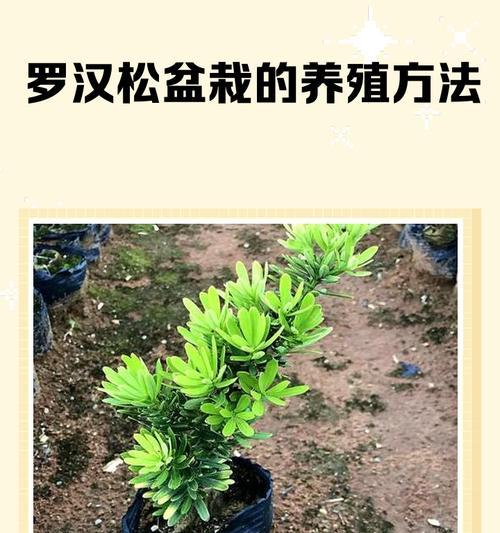 罗汉树的养殖方法与注意事项（打造绿色家居的好选择）