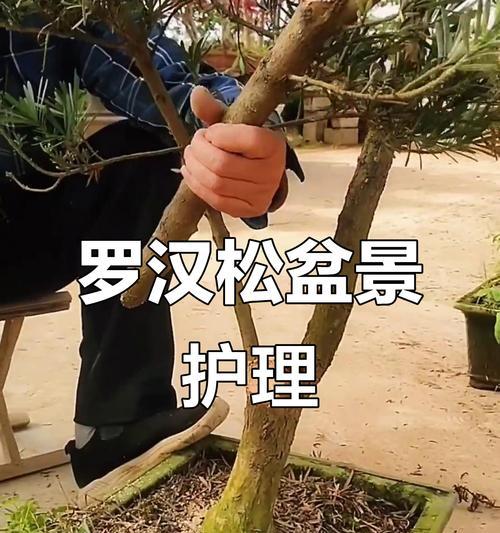 罗汉树的养殖方法与注意事项（打造绿色家居的好选择）