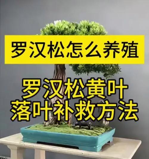 罗汉树的养殖方法与注意事项（打造绿色家居的好选择）
