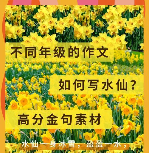 品味水仙花的美丽（探寻水仙花的外形、芳香与生命力）