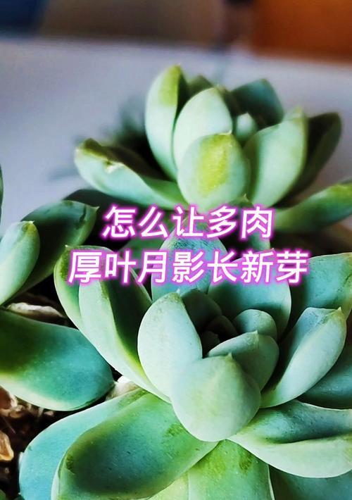 多肉月影的养护技巧（打造美丽健康的多肉植物）