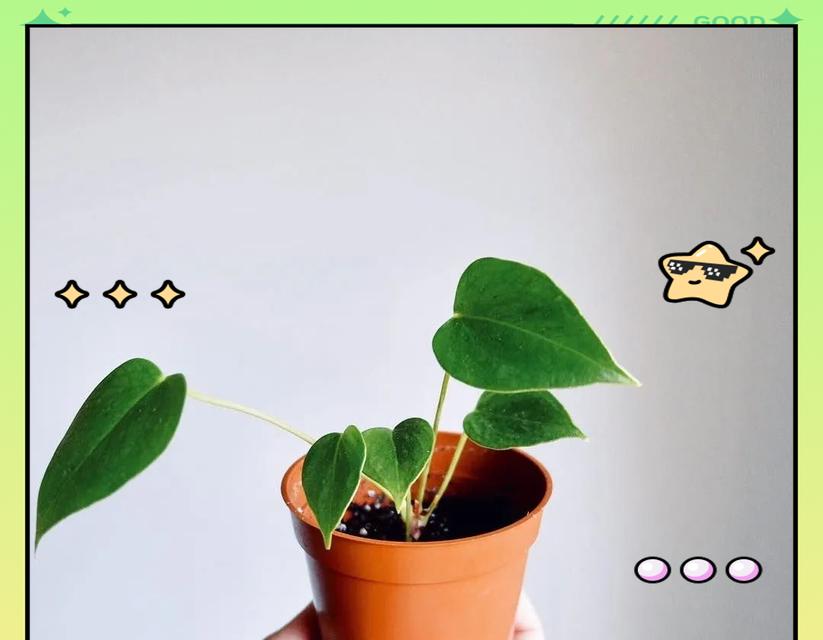 红掌叶尖发黄的解决方法（如何恢复健康的红掌植株）