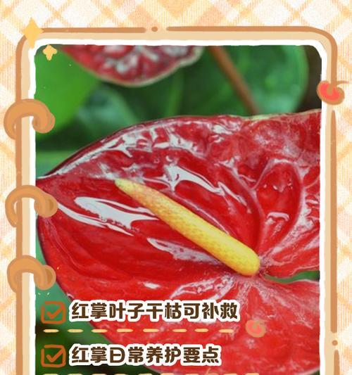 红掌叶尖发黄的解决方法（如何恢复健康的红掌植株）