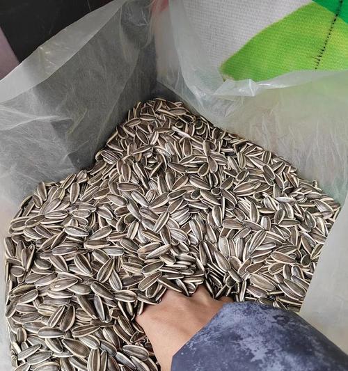 探寻瓜子的神秘故乡（瓜子产地在哪里？惊人的答案揭晓）