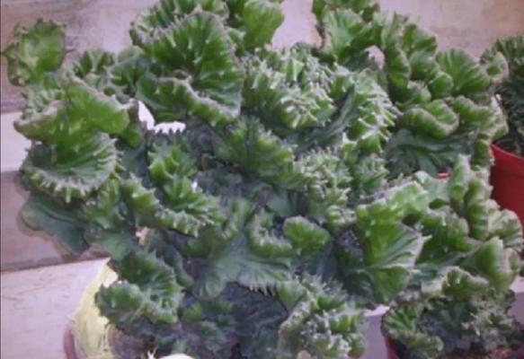 玉麒麟的繁殖方法与注意事项（保护好稀有动物资源，让玉麒麟得以繁衍生息）