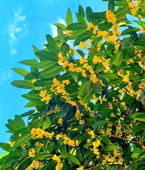 揭秘“桂花不是双子叶植物”的真相（探究桂花的分类学信息与演化史，拆解植物学常识）