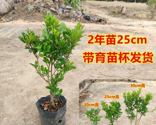 米籽兰养护指南（让你的米籽兰开出最多的花朵）