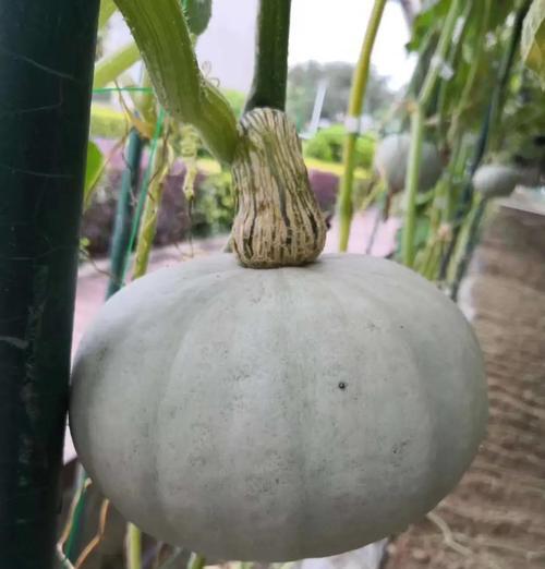 南瓜在花盆里种植的技巧（适合城市居民的南瓜种植方案）