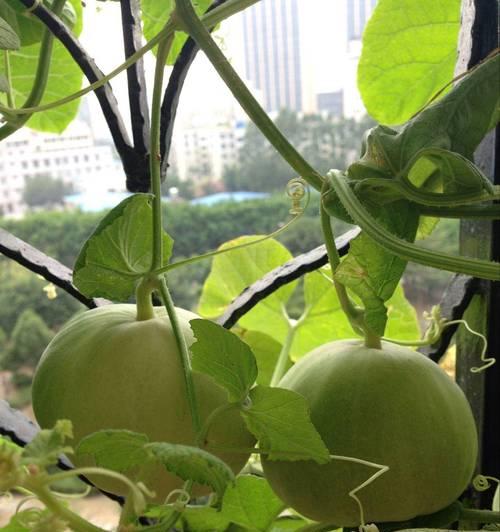 南瓜在花盆里种植的技巧（适合城市居民的南瓜种植方案）