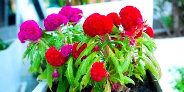 打造美丽庭院的多年生花卉（选对花种，让庭院四季芬芳）