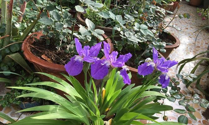 打造美丽庭院的多年生花卉（选对花种，让庭院四季芬芳）