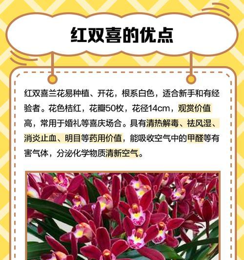 兰花喜阳还是喜阴？——探究兰花的光照需求（阳光与阴影间的选择，影响着兰花的生长）