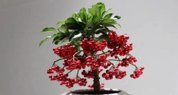 红色种子的植物——丰富多彩的生命奇迹（探寻红色种子背后的奥秘）