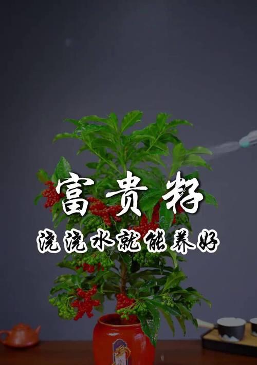 富贵籽的毒性及室内养护指南（了解富贵籽的毒性，保障家庭安全）