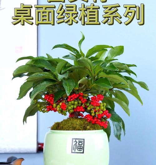 富贵籽的毒性及室内养护指南（了解富贵籽的毒性，保障家庭安全）