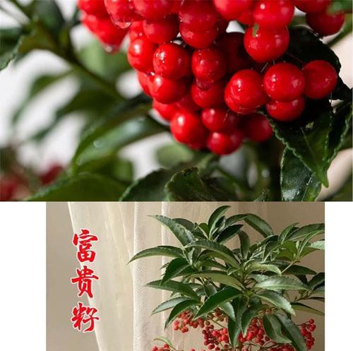 富贵籽的毒性及室内养护指南（了解富贵籽的毒性，保障家庭安全）
