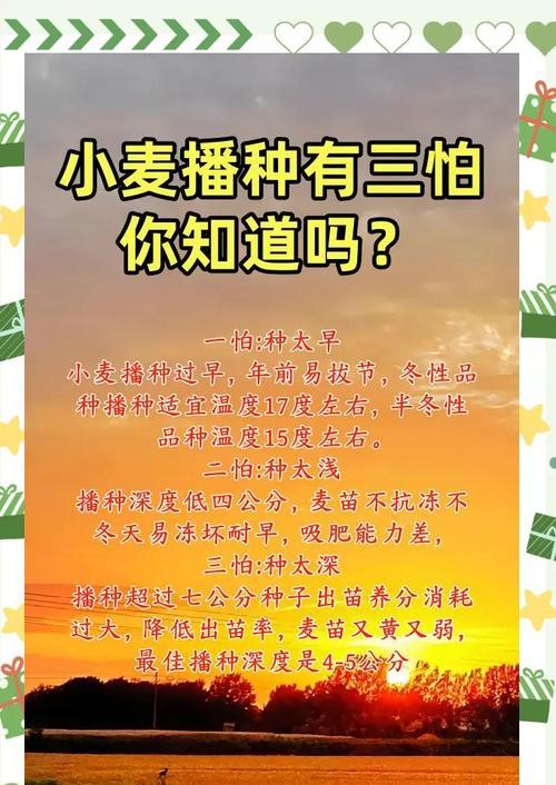 冬小麦的最佳播种时间（如何选择适宜的时间播种冬小麦？）