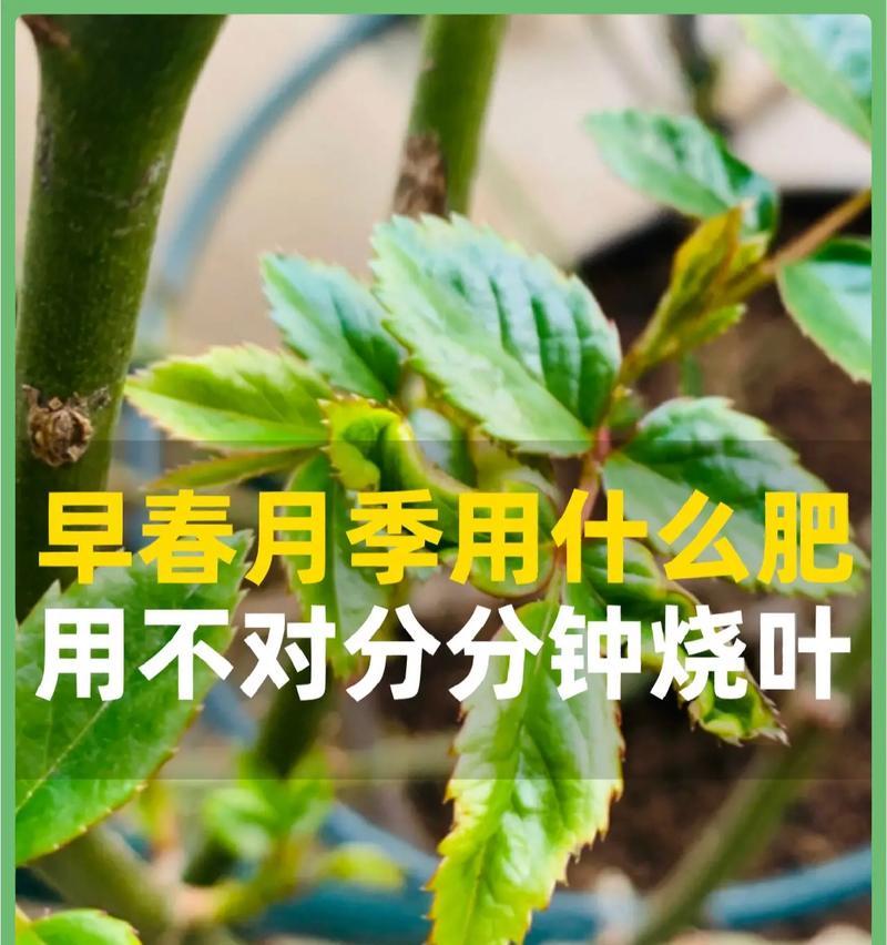 如何科学施肥，培育假昙花？（科学合理施肥，让假昙花更美更茂盛）