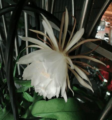 如何科学施肥，培育假昙花？（科学合理施肥，让假昙花更美更茂盛）