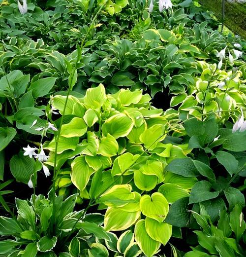 玉簪花花期与生长习性（探究玉簪花的开花时间及生长特点）