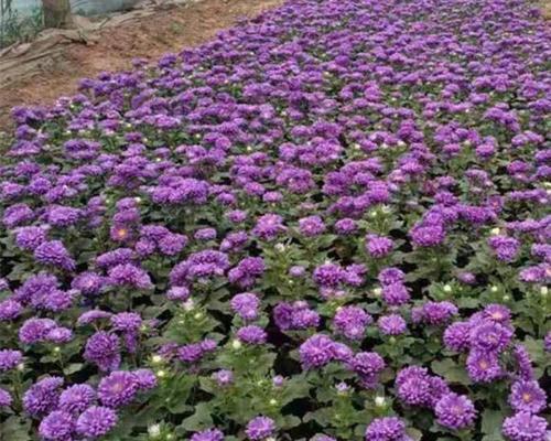 翠菊在室内养护技巧（室内养翠菊，让花开不停）