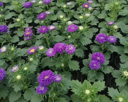 翠菊在室内养护技巧（室内养翠菊，让花开不停）