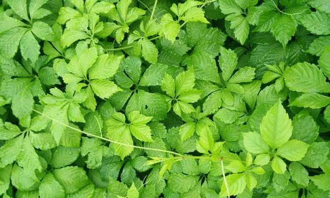 探秘绞股蓝——一种神奇的草本植物（结构特点、生长环境、药用价值及栽培技巧）