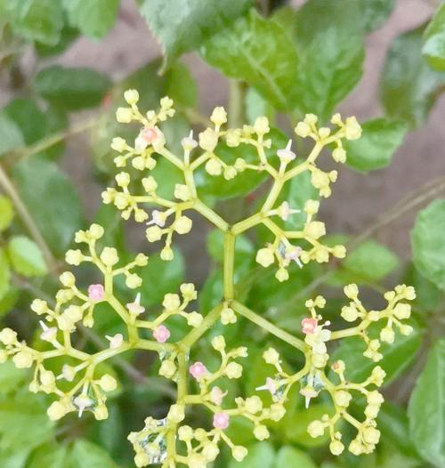 探秘绞股蓝——一种神奇的草本植物（结构特点、生长环境、药用价值及栽培技巧）