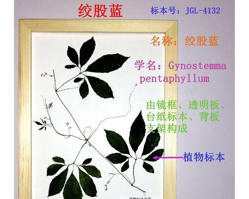 探秘绞股蓝——一种神奇的草本植物（结构特点、生长环境、药用价值及栽培技巧）