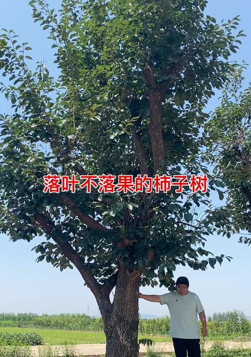如何处理落果的柿树？（从清理到利用，一步步让柿子不浪费！）